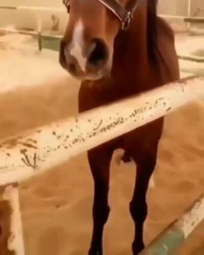 Nunca pare de fazer carinho em um cavalo MonkaW