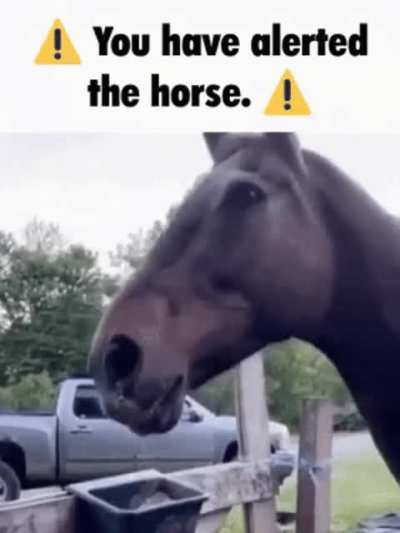 The horse noticed guh