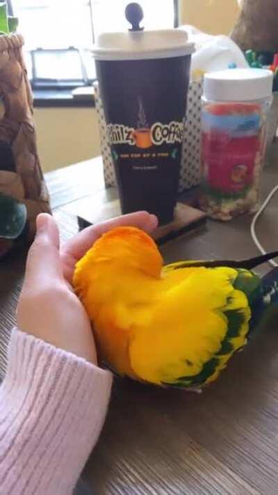 Birds are seriously the cutest 😭