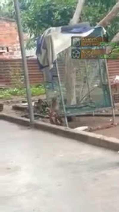 Rajang vs anjanath live action