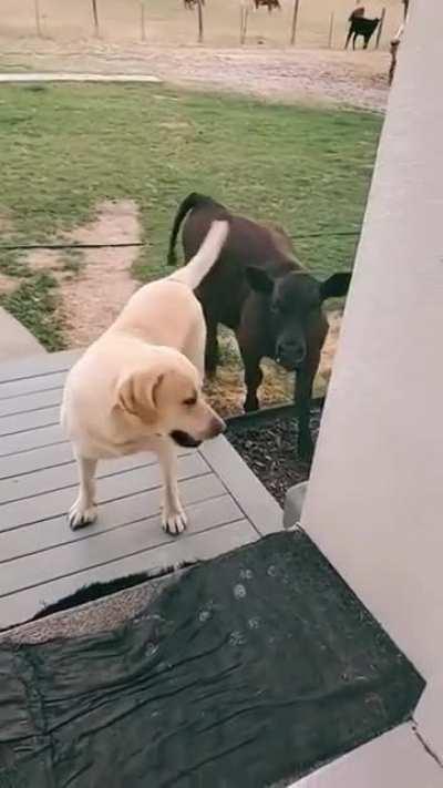 This Doggo trying to invite his cow friend.