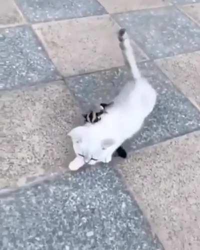 A sugar glider taming a kitten