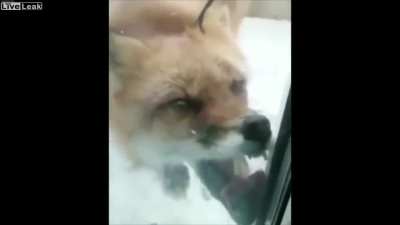 A rabid fox behaving like a zombie