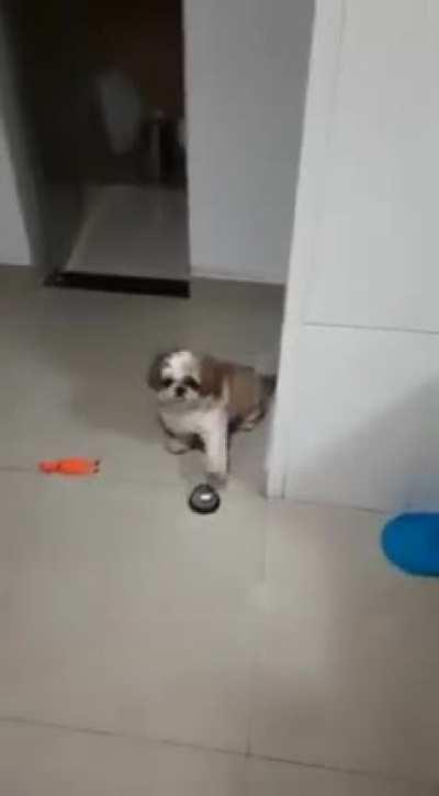 Me dá comida caraiu