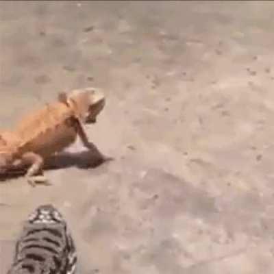 Backing down gracefully