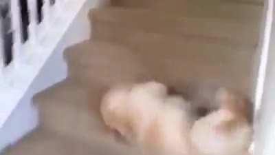 Some wholesome chaos