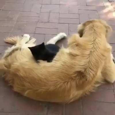 Все любят Котиков