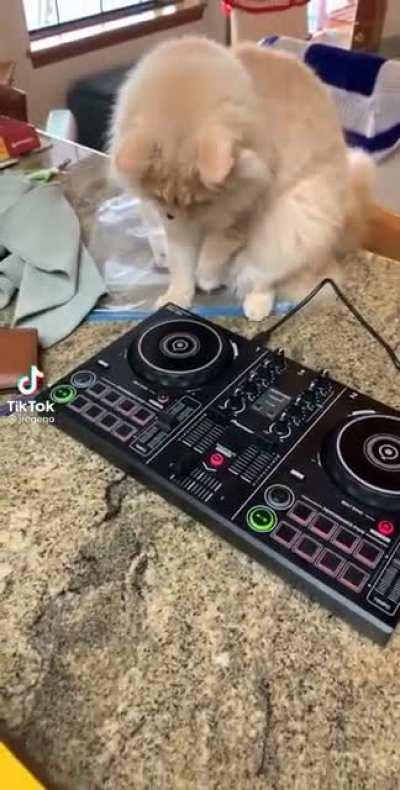 new upcoming DJ at Catchella !!!