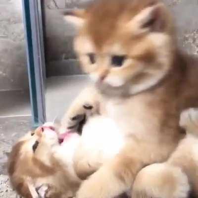 SiMbA eXaCtS rEvEnGe oN sCaR