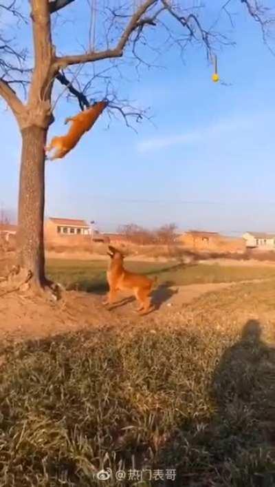 Dogs playing football :)