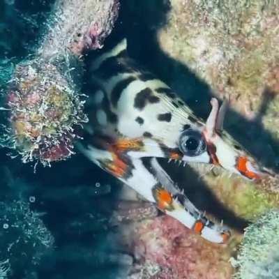 Have you ever seen a dragon moray eel 🐉