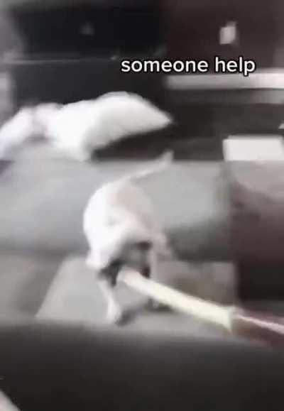 Puppy beats owner for treats