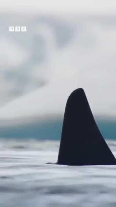 🔥 Orcas producing a sub-surface wave