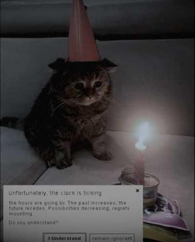 Sad Birthday Cat