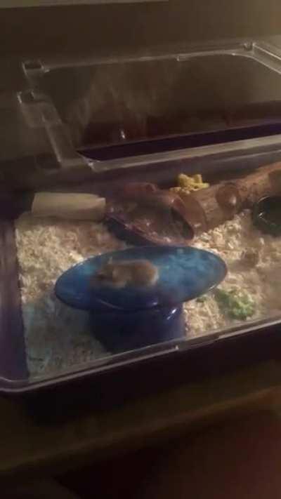 My favourite little idiot going too fast