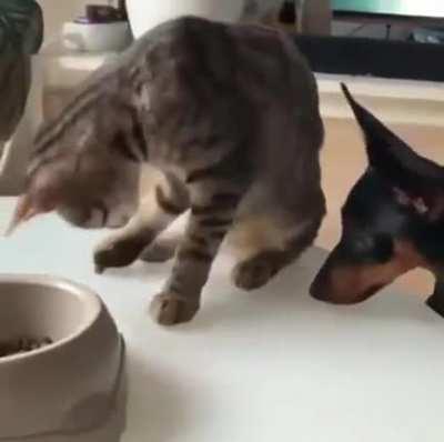 Empathy towards a dog