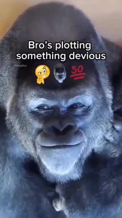 Nah what bro plottin on?