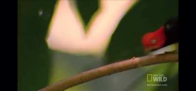 The Red Capped Manakin is feeds mostly on fruit and is found in tropical lowland forests of South America. It is known for its “moonwalk” mating dance.