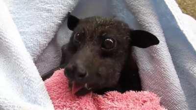 rescued bat eat banana