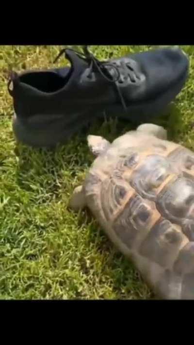 tortuga norteamericana 😎👍