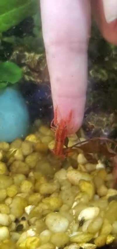 I've had Oswald for a month, and he'd hide if my hand entered the tank. Then tonight he decided to trust me and climbed my hand during some redecorating. Couldn't be more honored!