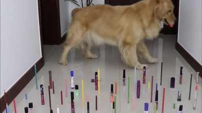 Obstacle challenge (source: @Goldenland YouTube)