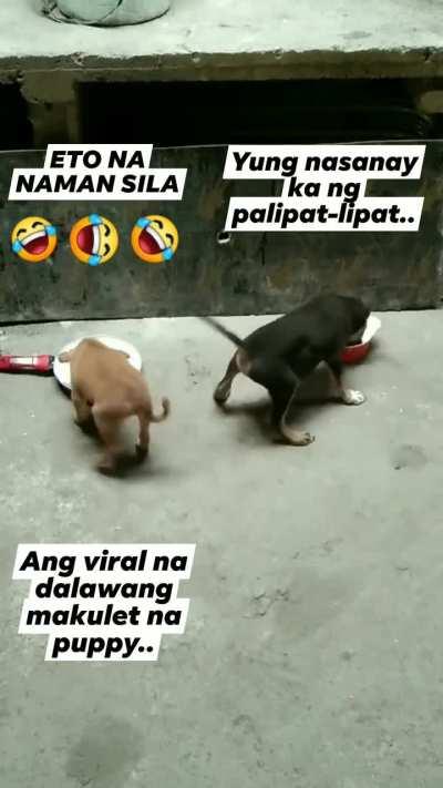 Both of them are hilarious to see.