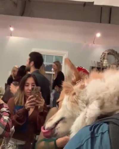 Взял собачку на прогулку