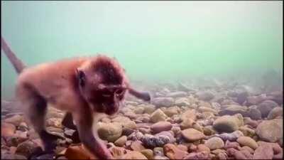 Macaques in a Thai island Piak Nam Yai searching for food underwater