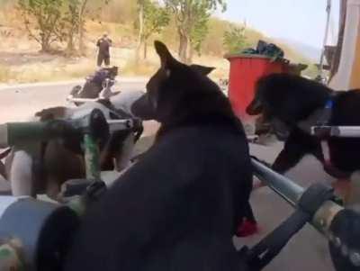 Rescue dogs excited for their daily run