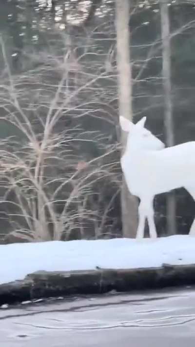 🔥Albinism is extremely rare, occurring in about 1 in 30,000 deer