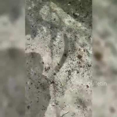 Guy Finds Suprise Inside His Headphones