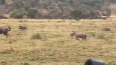 🔥 A baby rhino playfully charging a wildebeest before running back to mom