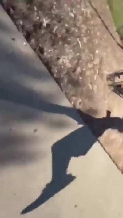 Just a normal day at the playground