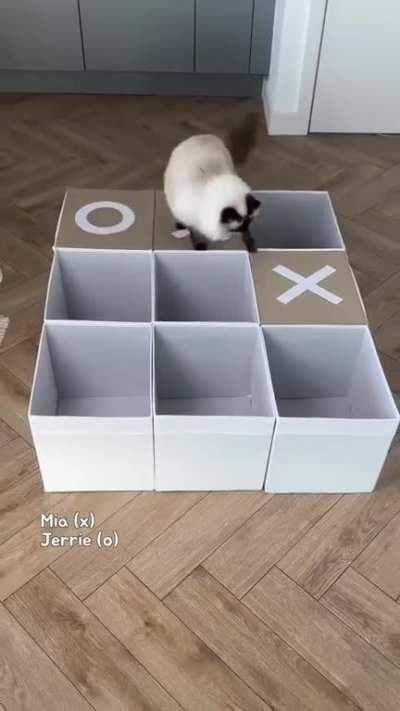 Cats play Tic-Tac-Toe game ð±ð±ð¾