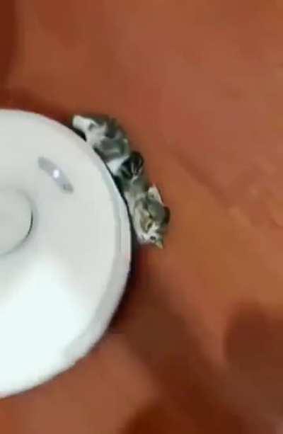 Vicious machine attacks a cat