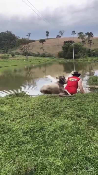 Cow tries to mount woman.