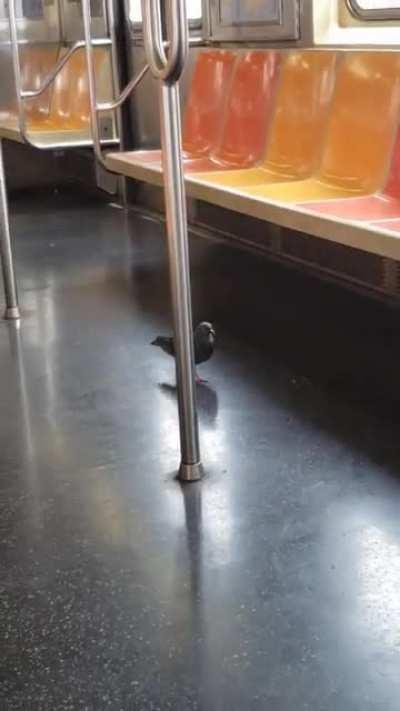 True New Yorkers know their stops