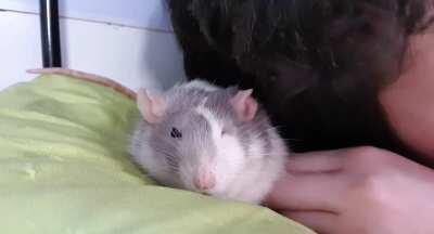 Elote enjoying a nap under my hair