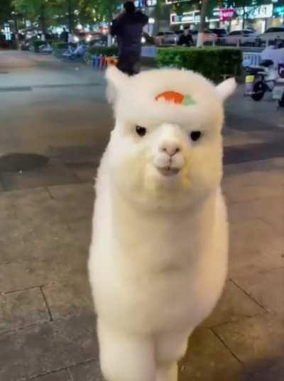 Lama in the City