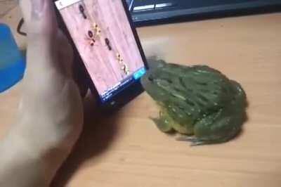 Maybe don't try to trick a goliath frog with virtual bugs