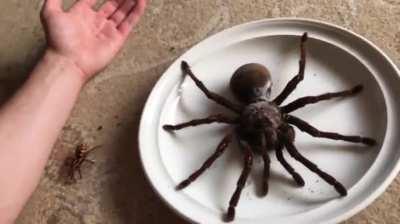 misunderstood heavy wunk