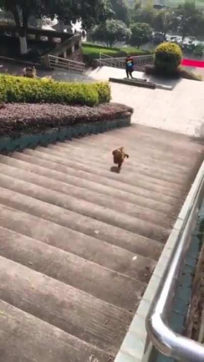 Tippy Tapping Down The Stairs