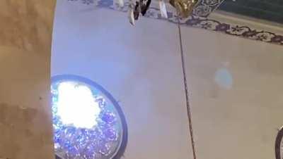 The IOF breaking the mosaic of the Aqsa mosque during it's assault this morning, so it can throw bombs and shoot from there