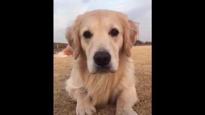 Yeah its cute alright. Not mine its from someone at r/aww (original in comments)