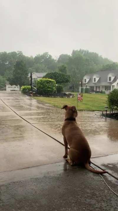 Peaceful summer rain with a little Bee who just wants to go out in her yard