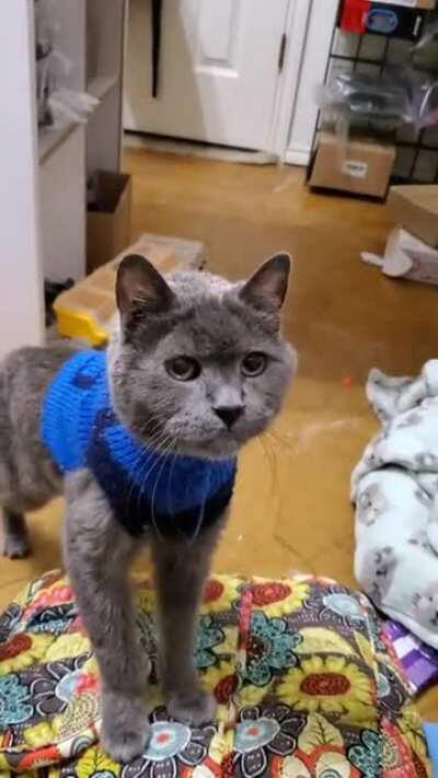 The last time I posted Bertram I mistyped his age by accident. This old man is actually 23 and he really let me have it on my performance review today!