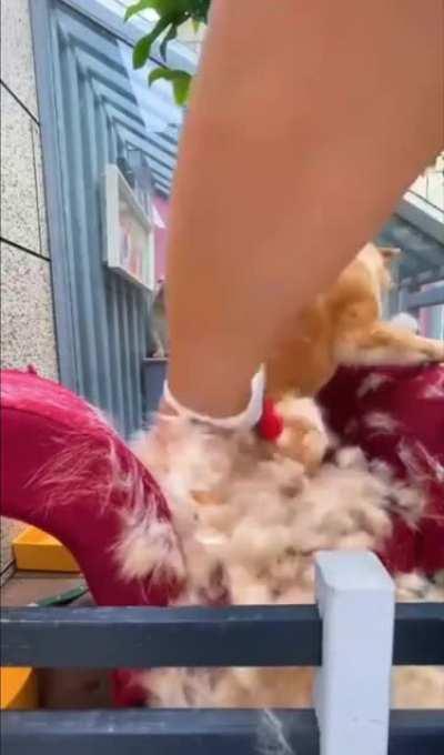 Man rips fur from poor dog