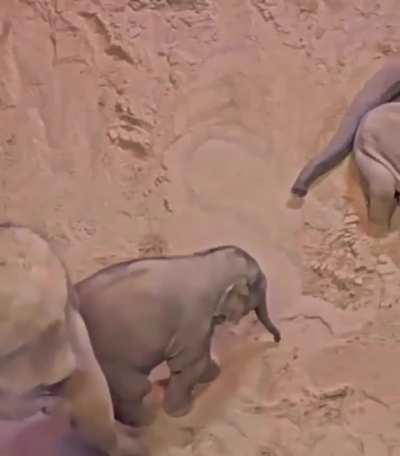 Baby elephants getting ready bed