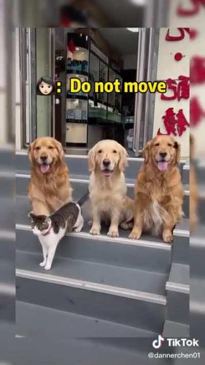 Doggos force the cat to sit still for a picture